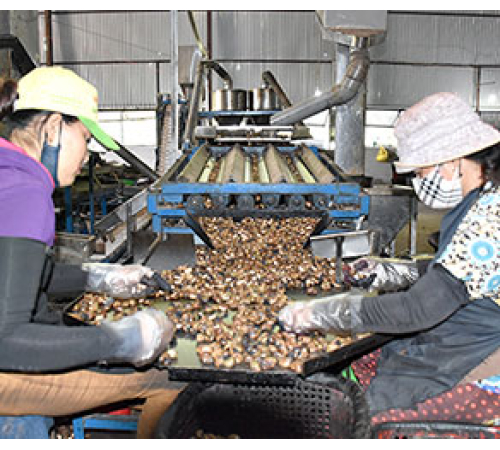  Cashew Splitting machine with 8 knives Size A, capacity 2500-3000kg/8h/1 machine